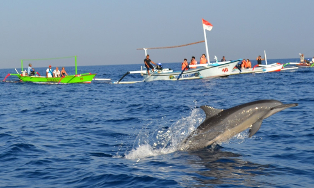 Bali Dolphin Watching Tours