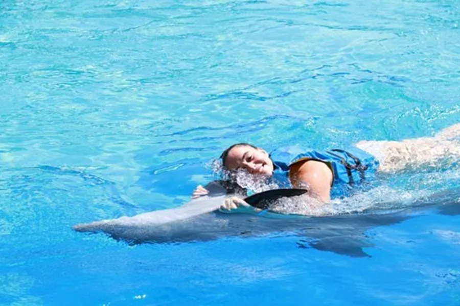 animal sanctuary bali, bali animal sanctuary, bali safari and marine park photos, balinese animals, dolphin marine conservation park, dolphin rescue, kis applications 2024, pet porpoise pool swim with dolphins, swim with the dolphins in bali