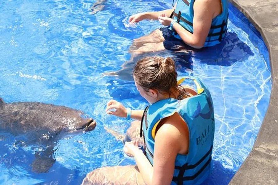 animal sanctuary bali, bali animal sanctuary, bali safari and marine park photos, balinese animals, dolphin marine conservation park, dolphin rescue, kis applications 2024, pet porpoise pool swim with dolphins, swim with the dolphins in bali