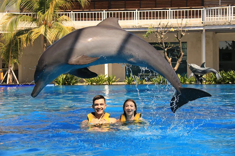 animal sanctuary bali, bali animal sanctuary, bali safari and marine park photos, balinese animals, dolphin marine conservation park, dolphin rescue, kis applications 2024, pet porpoise pool swim with dolphins, swim with the dolphins in bali