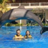 animal sanctuary bali, bali animal sanctuary, bali safari and marine park photos, balinese animals, dolphin marine conservation park, dolphin rescue, kis applications 2024, pet porpoise pool swim with dolphins, swim with the dolphins in bali