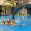 animal sanctuary bali, bali animal sanctuary, bali safari and marine park photos, balinese animals, dolphin marine conservation park, dolphin rescue, kis applications 2024, pet porpoise pool swim with dolphins, swim with the dolphins in bali