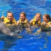 animal sanctuary bali, bali animal sanctuary, bali safari and marine park photos, balinese animals, dolphin marine conservation park, dolphin rescue, kis applications 2024, pet porpoise pool swim with dolphins, swim with the dolphins in bali