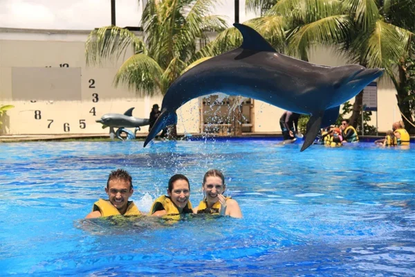 animal sanctuary bali, bali animal sanctuary, bali safari and marine park photos, balinese animals, dolphin marine conservation park, dolphin rescue, kis applications 2024, pet porpoise pool swim with dolphins, swim with the dolphins in bali