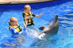 bali dolphin closer, dolphins in bali, 발리 돌고래와 함께 수영하기