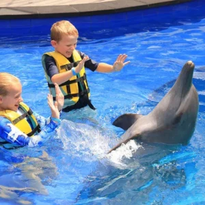bali dolphin closer
