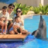 animal sanctuary bali, bali animal sanctuary, bali safari and marine park photos, balinese animals, dolphin marine conservation park, dolphin rescue, kis applications 2024, pet porpoise pool swim with dolphins, swim with the dolphins in bali