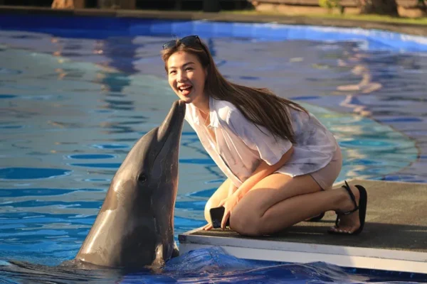 animal sanctuary bali, bali animal sanctuary, bali safari and marine park photos, balinese animals, dolphin marine conservation park, dolphin rescue, kis applications 2024, pet porpoise pool swim with dolphins, swim with the dolphins in bali