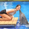 animal sanctuary bali, bali animal sanctuary, bali safari and marine park photos, balinese animals, dolphin marine conservation park, dolphin rescue, kis applications 2024, pet porpoise pool swim with dolphins, swim with the dolphins in bali