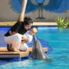 animal sanctuary bali, bali animal sanctuary, bali safari and marine park photos, balinese animals, dolphin marine conservation park, dolphin rescue, kis applications 2024, pet porpoise pool swim with dolphins, swim with the dolphins in bali