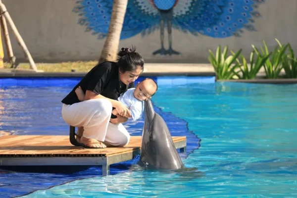 animal sanctuary bali, bali animal sanctuary, bali safari and marine park photos, balinese animals, dolphin marine conservation park, dolphin rescue, kis applications 2024, pet porpoise pool swim with dolphins, swim with the dolphins in bali