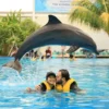 animal sanctuary bali, bali animal sanctuary, bali safari and marine park photos, balinese animals, dolphin marine conservation park, dolphin rescue, kis applications 2024, pet porpoise pool swim with dolphins, swim with the dolphins in bali