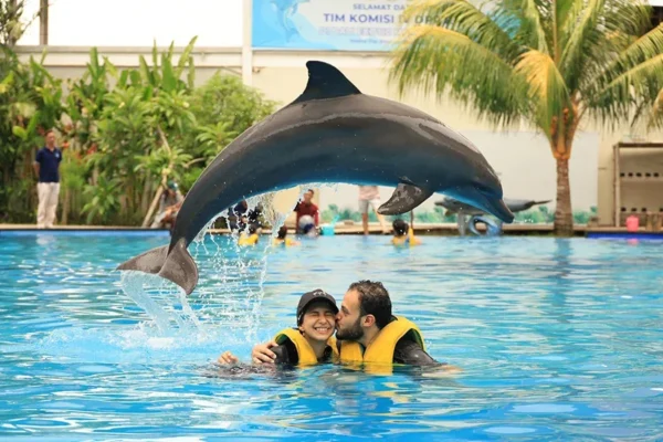 animal sanctuary bali, bali animal sanctuary, bali safari and marine park photos, balinese animals, dolphin marine conservation park, dolphin rescue, kis applications 2024, pet porpoise pool swim with dolphins, swim with the dolphins in bali