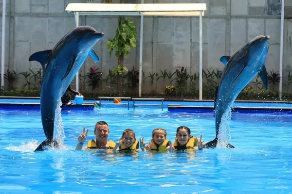 animal sanctuary bali, bali animal sanctuary, bali safari and marine park photos, balinese animals, dolphin marine conservation park, dolphin rescue, kis applications 2024, pet porpoise pool swim with dolphins, swim with the dolphins in bali