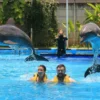 bali dolphins