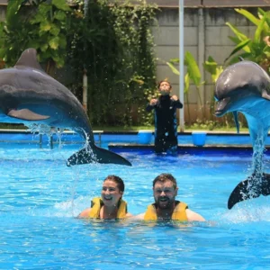 bali dolphins, attractions in bali