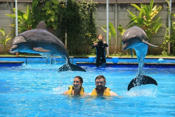 bali dolphins