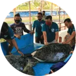 animal sanctuary bali, bali animal sanctuary, bali safari and marine park photos, balinese animals, dolphin marine conservation park, dolphin rescue, kis applications 2024, pet porpoise pool swim with dolphins, swim with the dolphins in bali