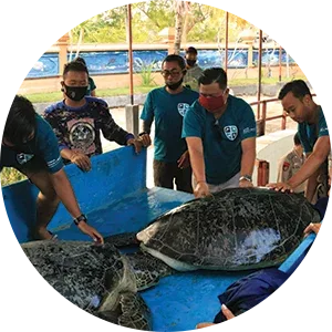 animal sanctuary bali, bali animal sanctuary, bali safari and marine park photos, balinese animals, dolphin marine conservation park, dolphin rescue, kis applications 2024, pet porpoise pool swim with dolphins, swim with the dolphins in bali