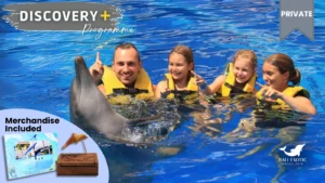 discovery+ program | Bali Exotic Marine Park animal sanctuary bali, bali animal sanctuary, bali safari and marine park photos, balinese animals, dolphin marine conservation park, dolphin rescue, kis applications 2024, pet porpoise pool swim with dolphins, swim with the dolphins in bali