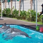 animal sanctuary bali, bali animal sanctuary, bali safari and marine park photos, balinese animals, dolphin marine conservation park, dolphin rescue, kis applications 2024, pet porpoise pool swim with dolphins, swim with the dolphins in bali