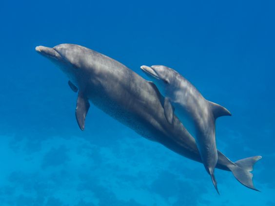 Understanding the Unique Breathing of Dolphins Underwater