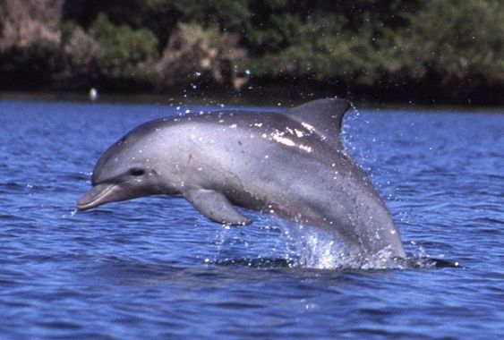 What is The Survival Age Of Dolphins?