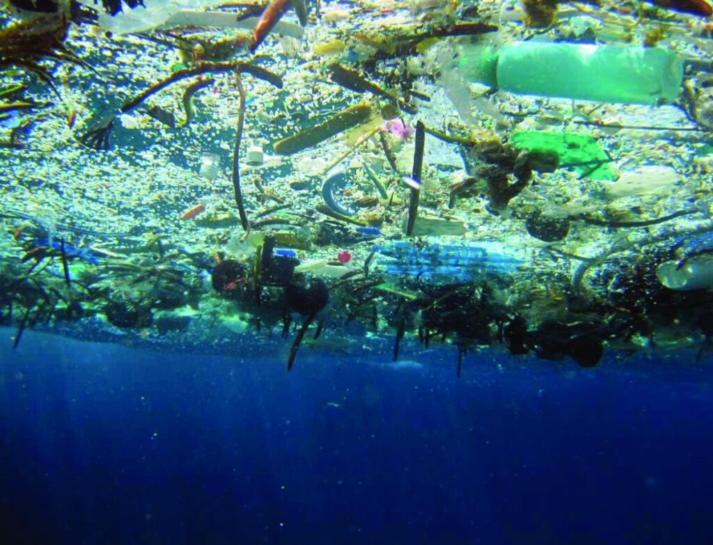 Here’s How Plastic Pollution Is Dangerous for Whales, Dolphins, Sea Turtles and Seabirds