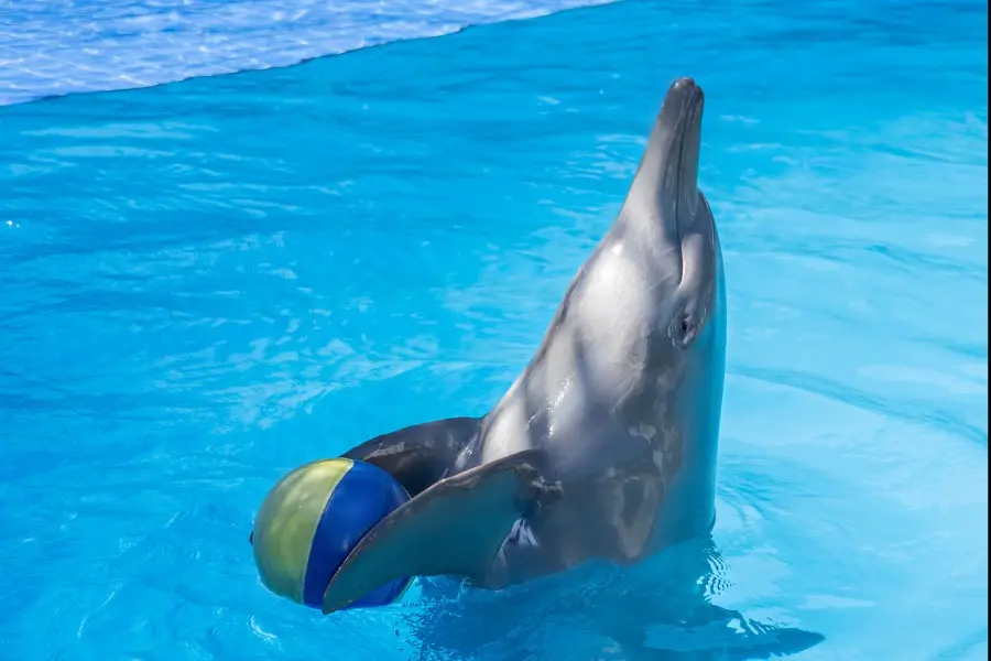 Dolphin Show Bali: Schedule, Tickets & What to Expect