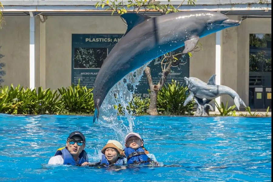 The Best Dolphin Watching Bali: Why Is BEMP the Top Choice