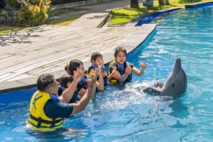 dolphin conservation Bali