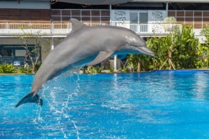 Bali Dolphin Marine Park,bali marine park