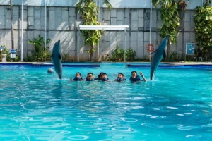dolphin lodge Bali
