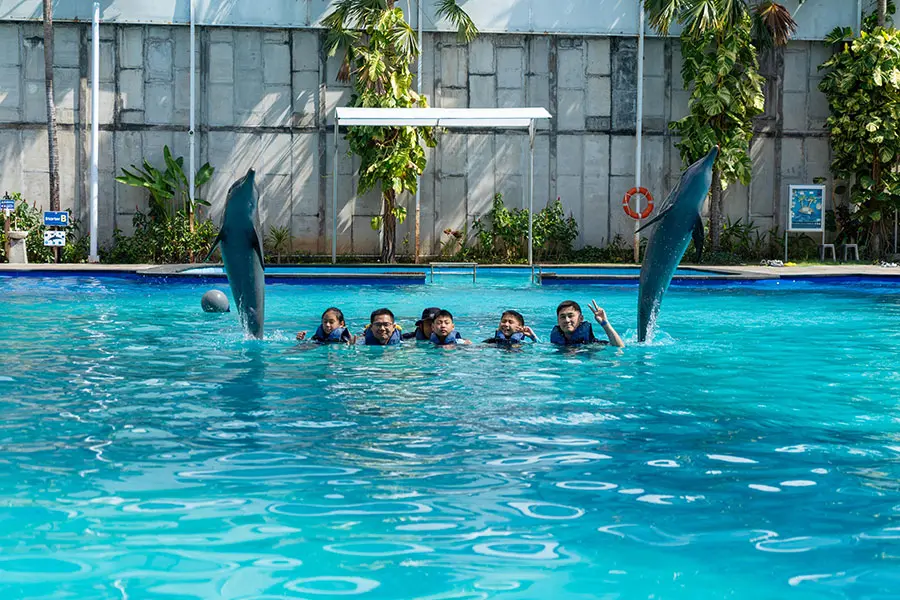 Best Place to Swim with Dolphins Bali Near Tanjung Benoa