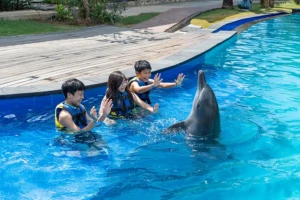 dolphin body language